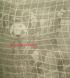 1990- Steaua-Glentoran Belfast 5-0. Gol D. Petrescu.